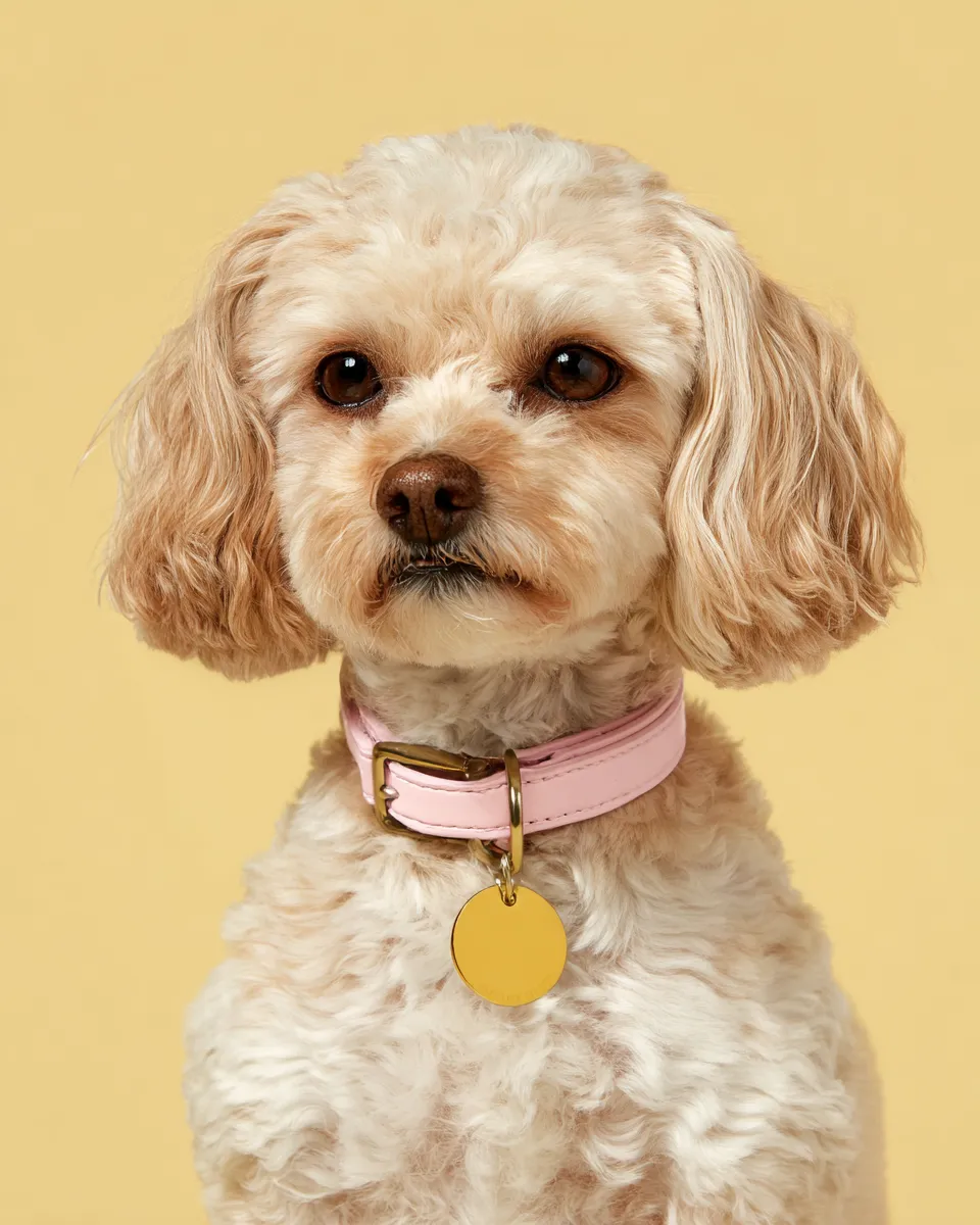 Poodle with gold tag